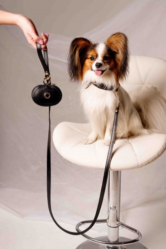 pies-rasy-papillon-na-krzesle-z-czarna-smycza.jpg